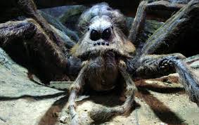 Picture of Aragog