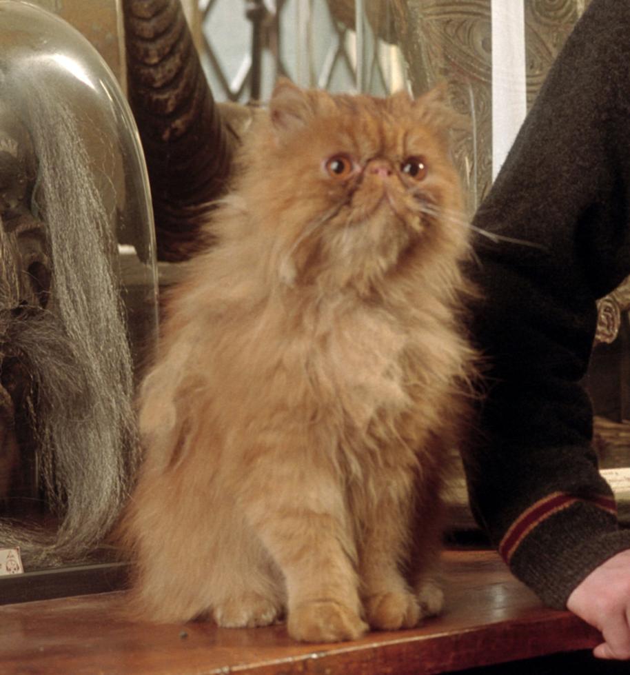 Picture of Crookshanks